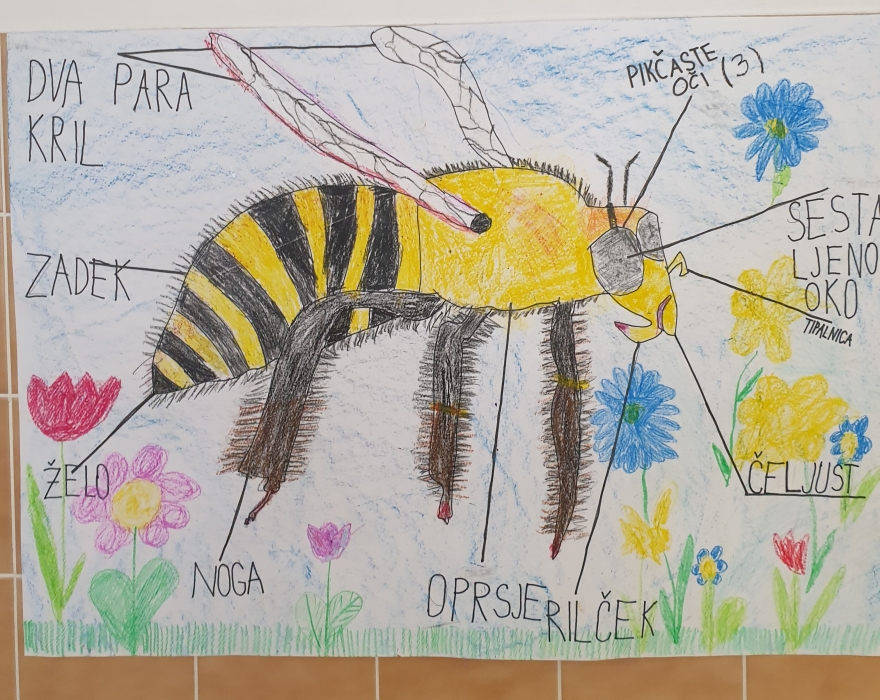 "ČEBELICA, OD KOD IN KAM TE NESEJO PEROTI?"